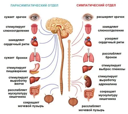 Функции вегетативной нервной системы